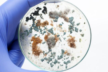 Zapewnienie niezawodnej uprawy drobnoustrojów z bulionem sojowym Trypticase przez Baibo Biotechnologię: preferowany wybór dla globalnych laboratoriów