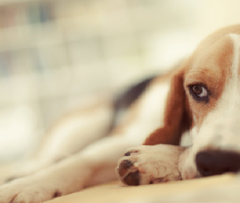 Dokładne testy ciążowe w domu dla psów: Zestaw testowy Babio's Canine Relaksin (RLN) oferuje szybkie wyniki