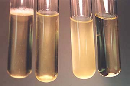 Babio wprowadza na rynek wysokowydajny bulion infuzyjny do mózgu i serca dla światowych laboratoriów mikrobiologicznych