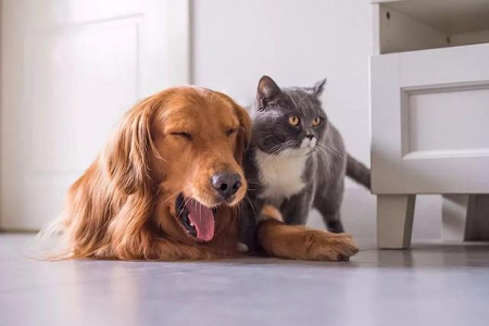 Babio wprowadza na rynek zestaw testowy TOXO Ab do szybkiego wykrywania przeciwciał toksoplazmy u zwierząt domowych