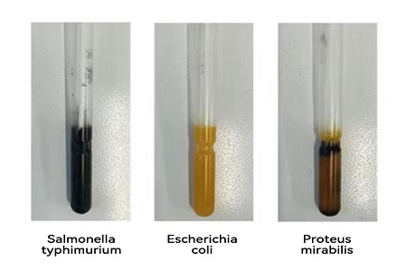 BABIO wprowadza na rynek wysokowydajne podłoże transportowe (typ SS) do niezawodnego globalnego transferu próbek drobnoustrojów