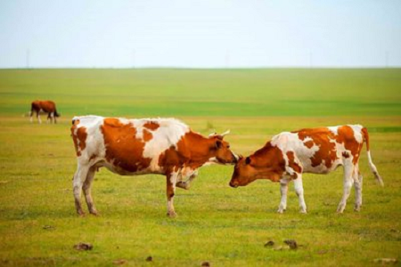 BABIO wprowadza zestaw szybkiego testu ciążowego o wysokiej czułości do nowoczesnej hodowli bydła