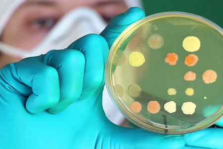 Bulion sojowy Trypticase: niezawodna podstawa wzrostu drobnoustrojów