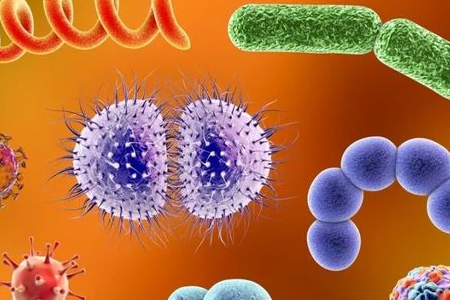 BABIO wprowadza na rynek podłoże wzbogacające Salmonella Shigella umożliwiające niezawodny transport patogenów jelitowych