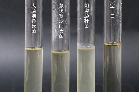 Babio Biotechnology wprowadza na rynek wysokowydajny bulion infuzyjny do mózgu i serca, zapewniający niezawodną hodowlę drobnoustrojów