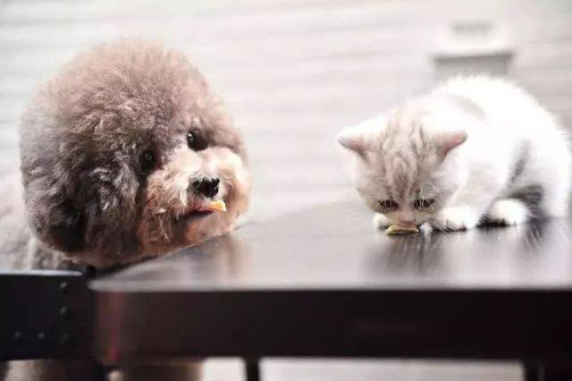 Zestaw szybkiego testu FPV Ag do wykrywania wirusów chorobotwórczych kotów