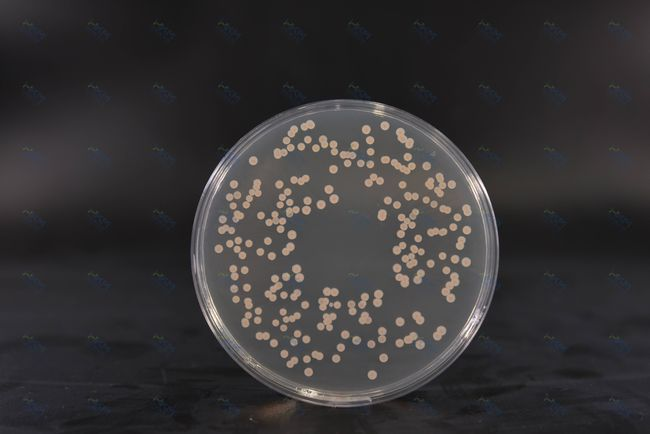 Dlaczego Global Plant Labs wybrało podłoże BABIO MS do hodowli tkankowych